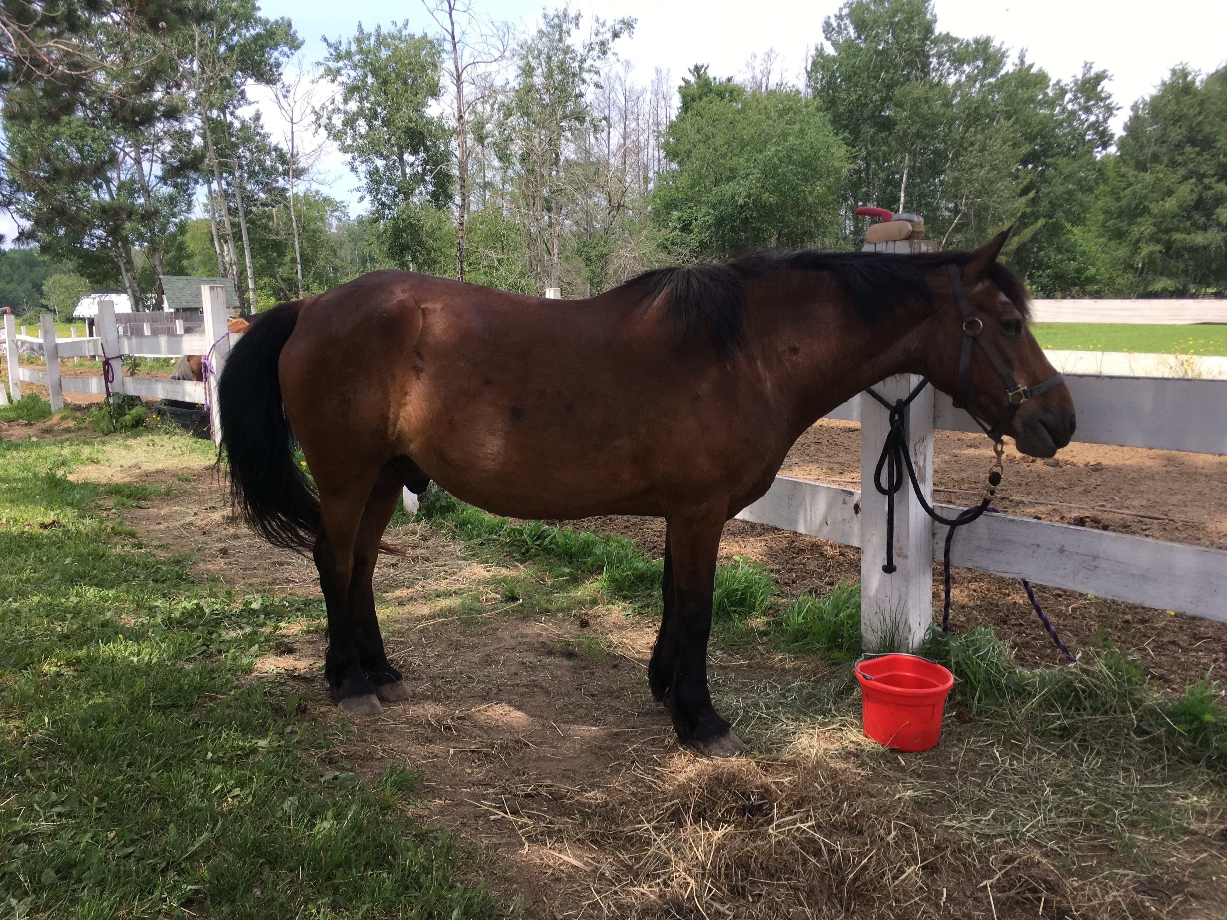 Photo of healthy senior horse after changing to a nutritional and easy to chew and digest diet