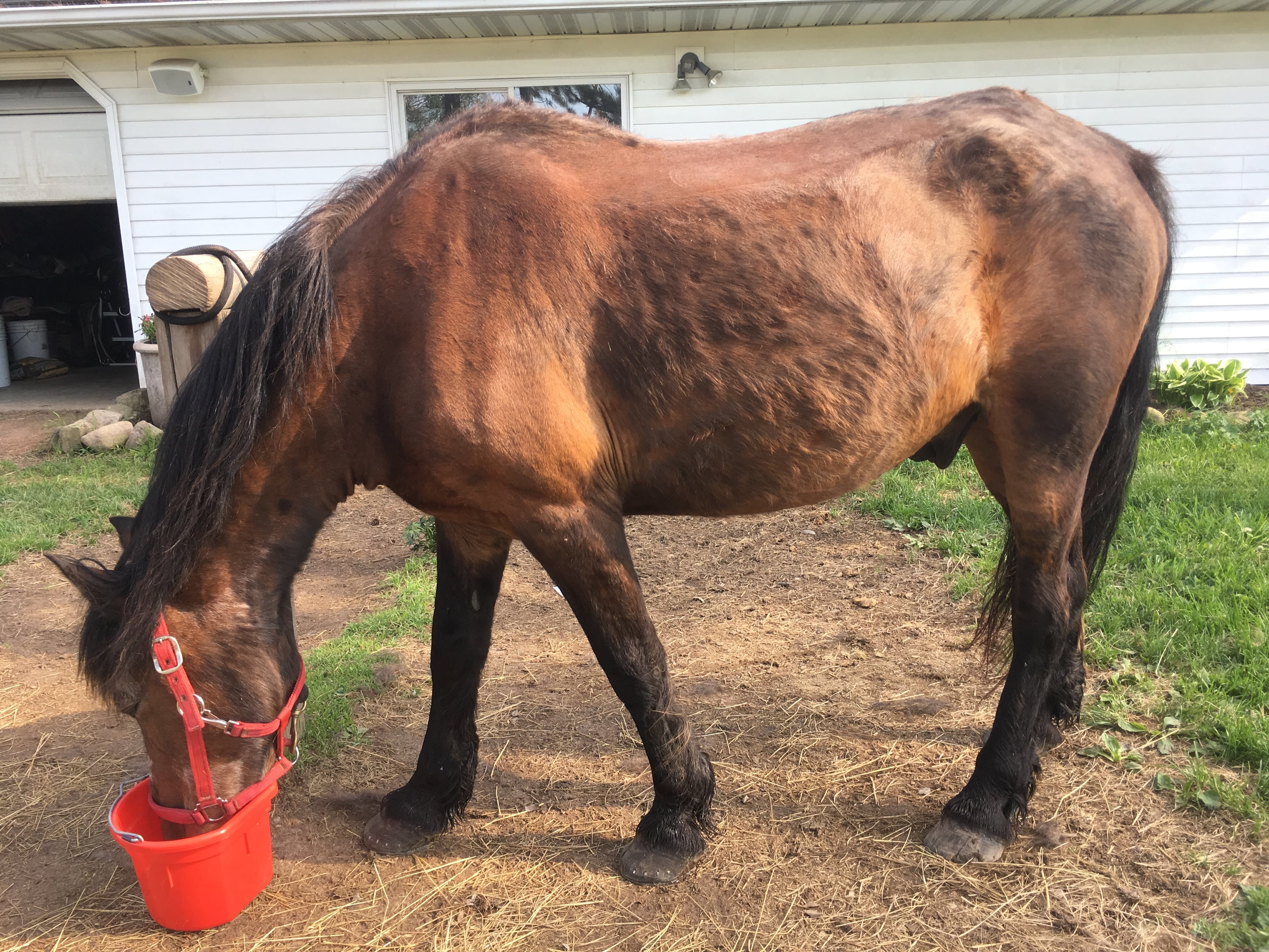 Photo of senior horse with nutritional and feeding difficulties