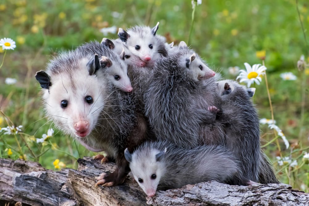 Opossums, Great Lakes Equine