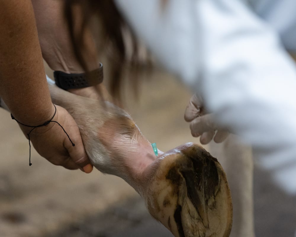 Critical Care for Horses | Great Lakes Equine