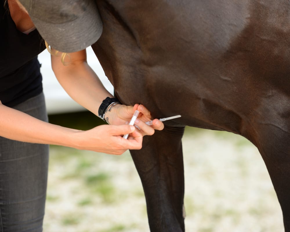 Veterinary Internal Medicine | Great Lakes Equine