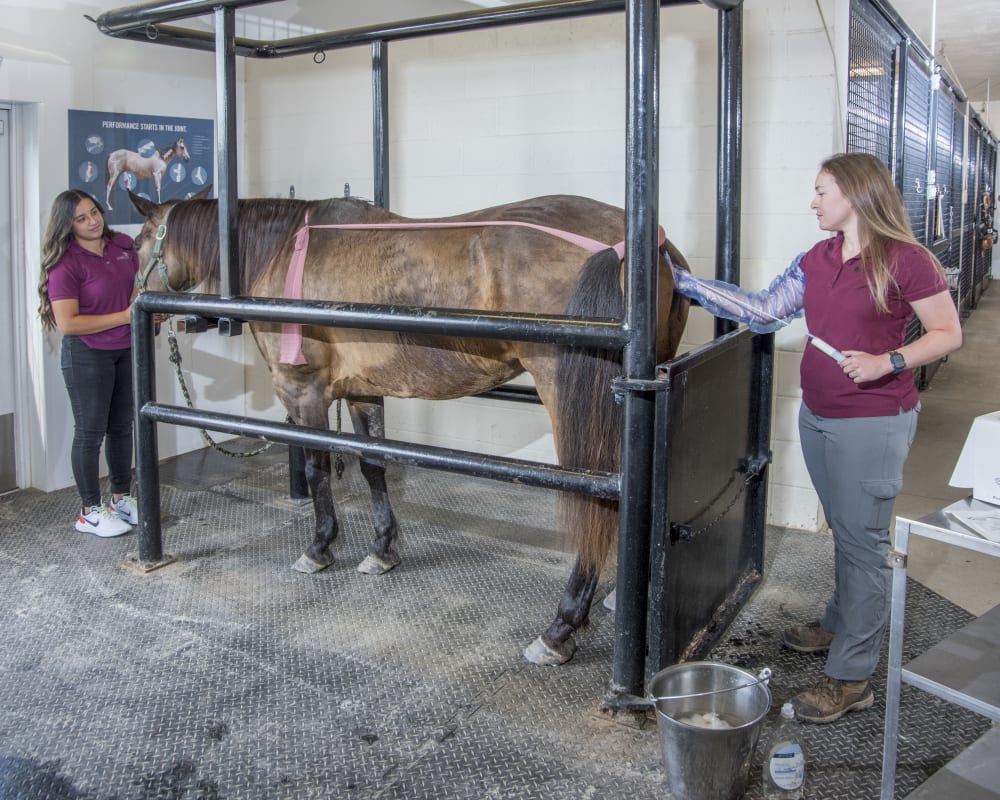 Equine breeding & Reproduction, Hortonville Vets