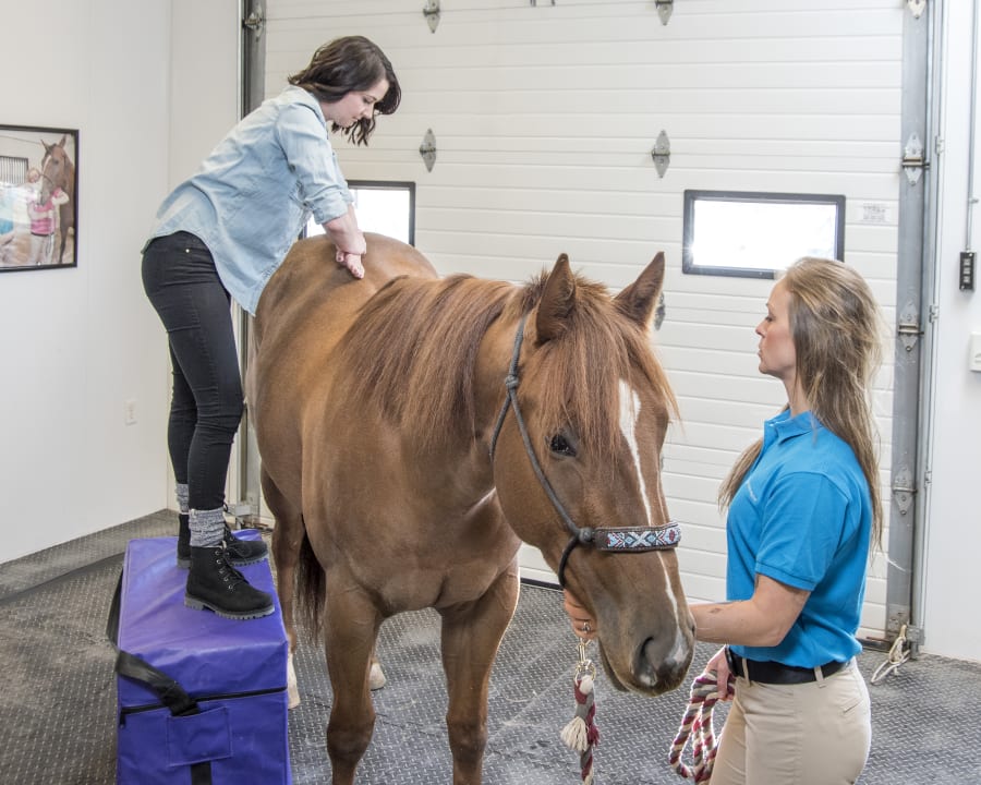 Equine Chiropractic, Hortonville Vets