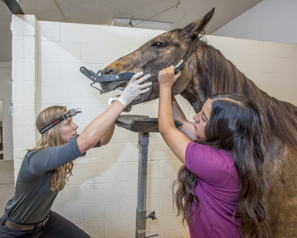 Equine Dentistry, Hortonville Vets