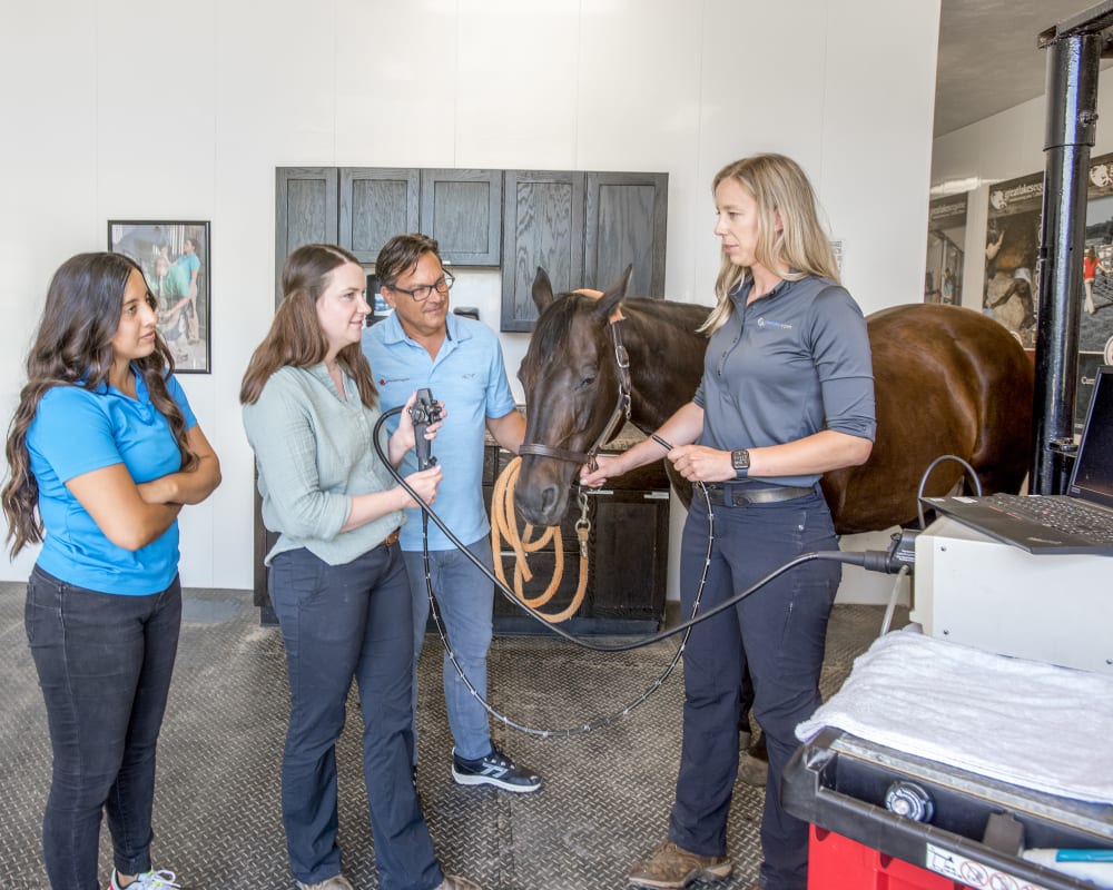 Internships at Great Lakes Equine in Hortonville