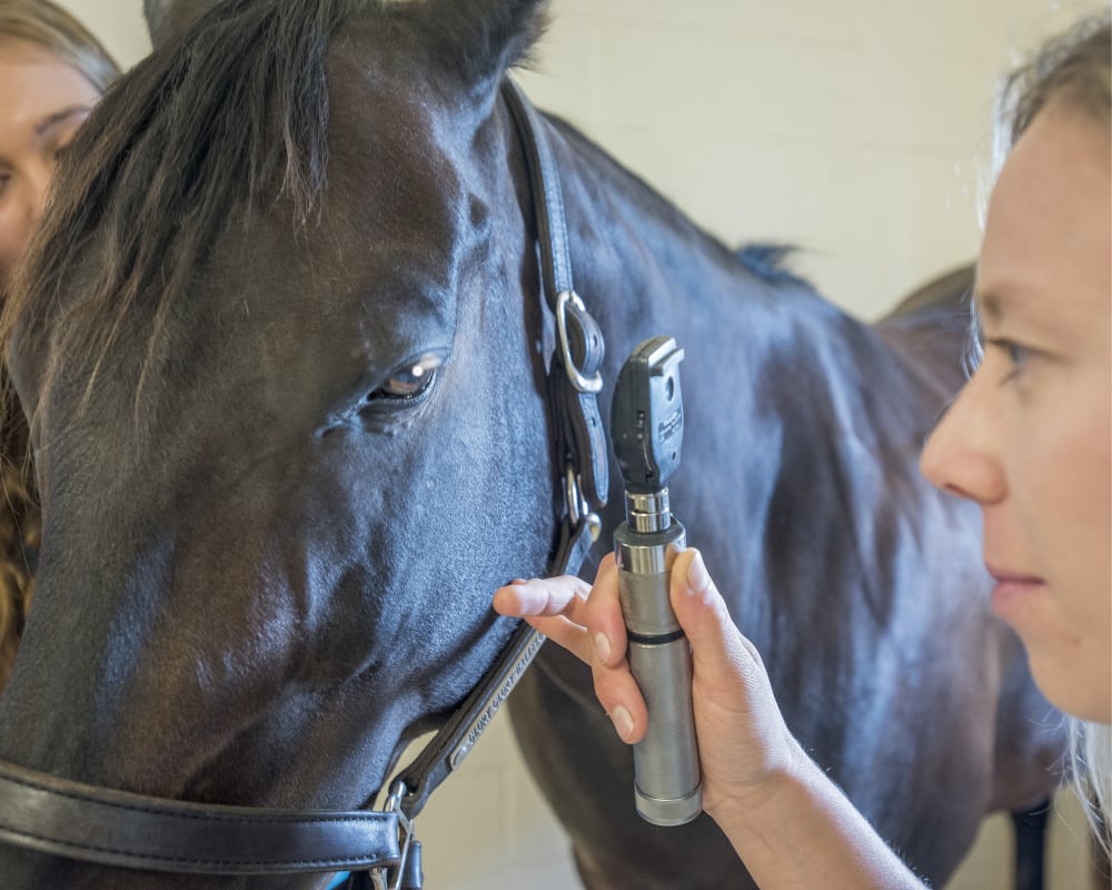 Veterinary Ophthalmology for Horses in Hortonville