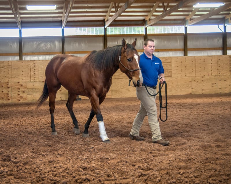 Rehab Services, Great Lakes Equine