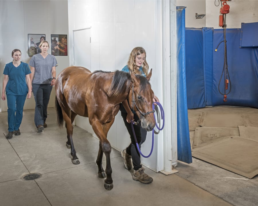 Equine Surgery | Hortonville Vets