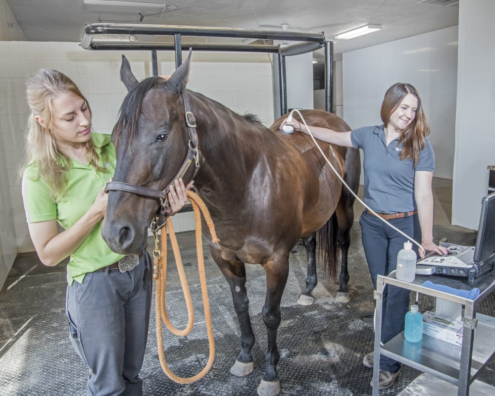 Diagnostic & Lab Technology, Hortonville Vet