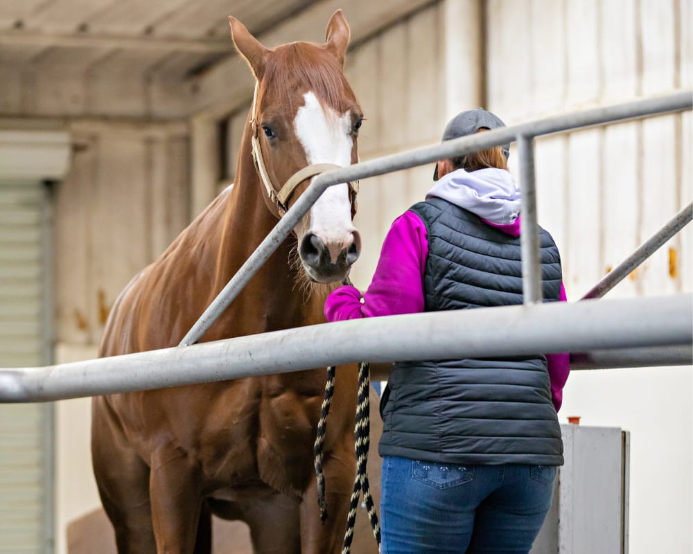 Rehab Services, Great Lakes Equine