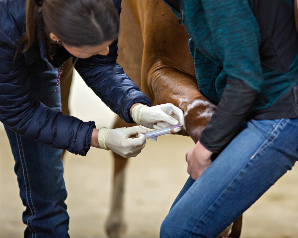 Vaccinations & Preventive Care for Horses in Hortonville